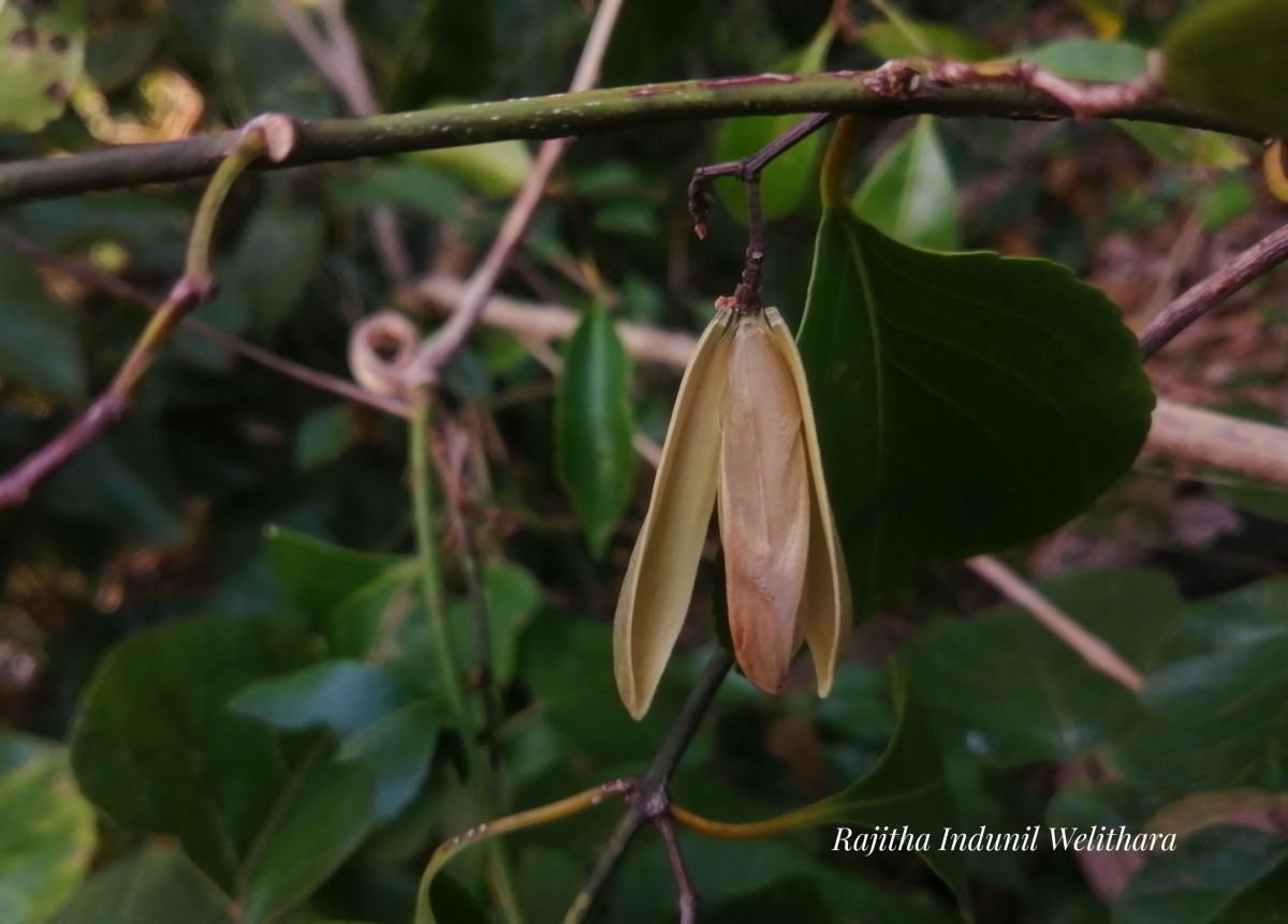 Reissantia indica (Willd.) N.Hallé